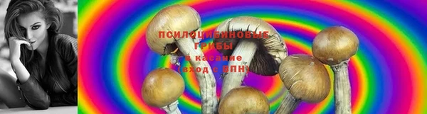 ГАЛЛЮЦИНОГЕННЫЕ ГРИБЫ Белоозёрский